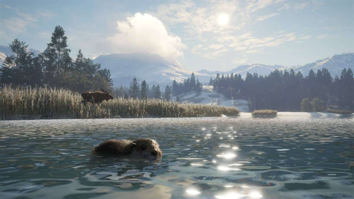 Two beavers interact near a snowy riverbank in this Alberta Hunting Preserve review shot.